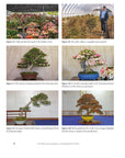 Satsuki Azalea Bonsai: A Fundamental Study - Regular Edition