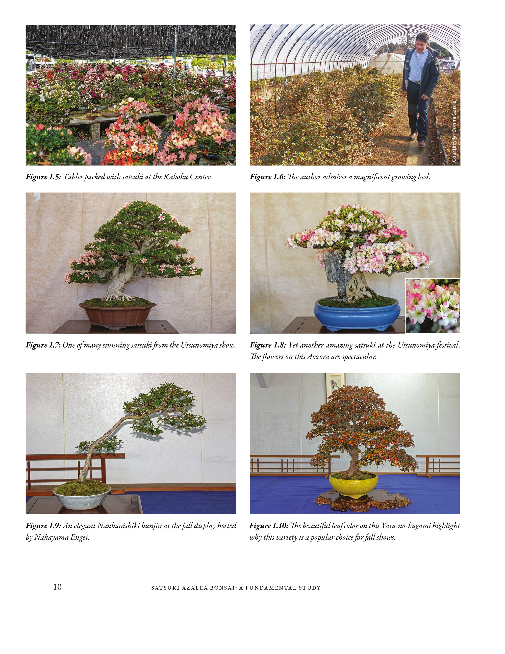 Satsuki Azalea Bonsai: A Fundamental Study - Softcover Edition